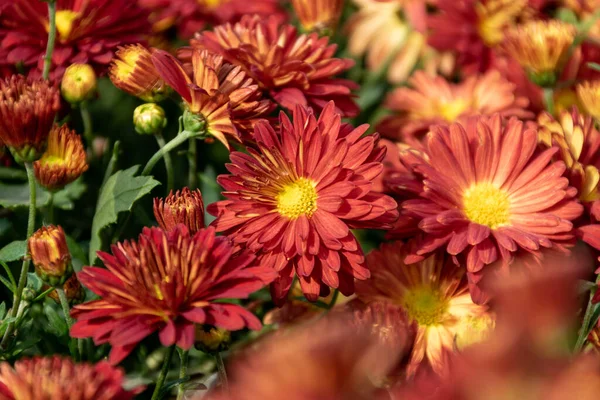 Los Crisantemos Amarillos Rojos Del Parque Están Flor — Foto de Stock