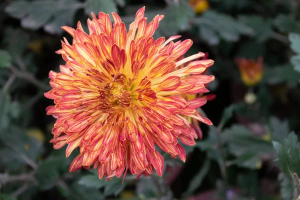 Die Gelben Und Roten Chrysanthemen Park Blühen — Stockfoto