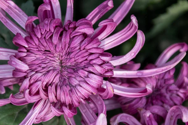 Les Chrysanthèmes Violets Parc Sont Fleurs — Photo