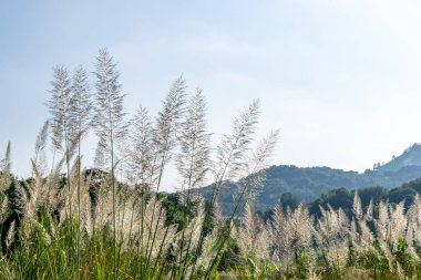 Mavi gökyüzünün altında, dağın altında bir sazlık çalısı