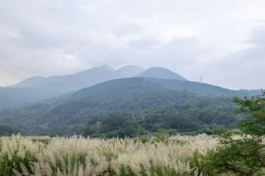 Mavi gökyüzünün altında, dağın altında bir sazlık çalısı