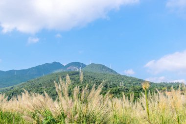 Mavi gökyüzünün altında, dağın altında bir sazlık çalısı