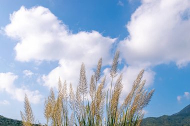 Mavi gökyüzünün altındaki sazlıklar ve beyaz bulutlar