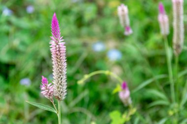 Yeşil arka planda yabani çiçekler açar.