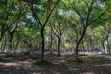 Yeşil alan gölgeli ve mesafeye giden yollar var.