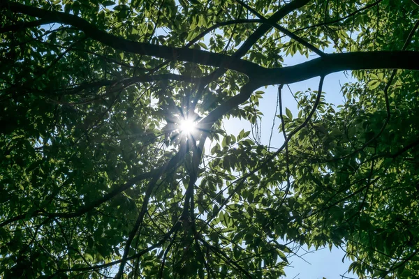 Зеленые Деревья Солнечный День Солнце Сквозь Верхушки Деревьев — стоковое фото