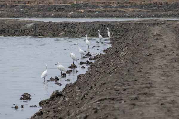 Egrets Vilar Den Svarta Stranden — Stockfoto