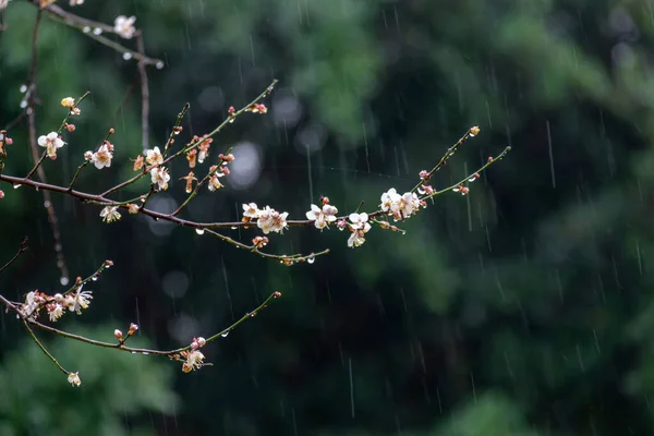 Weiße Pflaumenblüten Auf Grünem Hintergrund Regen — Stockfoto