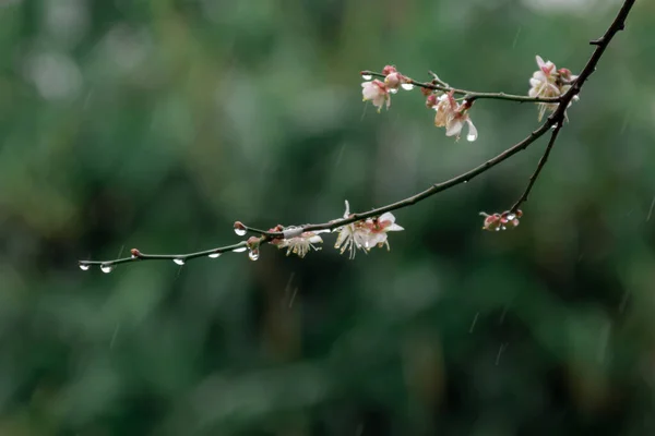 Weiße Pflaumenblüten Auf Grünem Hintergrund Regen — Stockfoto