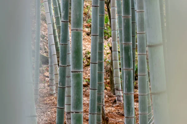 Straight bamboo in the bamboo forest