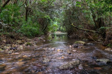 İlkel ormandaki akarsu çok düz ve açıktır.