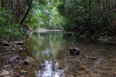 İlkel ormandaki akarsu çok düz ve açıktır.