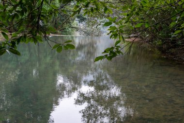 İlkel ormandaki akarsu çok düz ve açıktır.