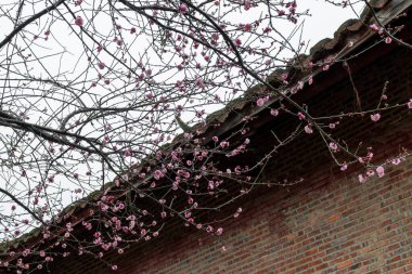 Tapınakta erik çiçekleri tomurcuklanır. Mimariyle birbirlerini tamamlarlar.