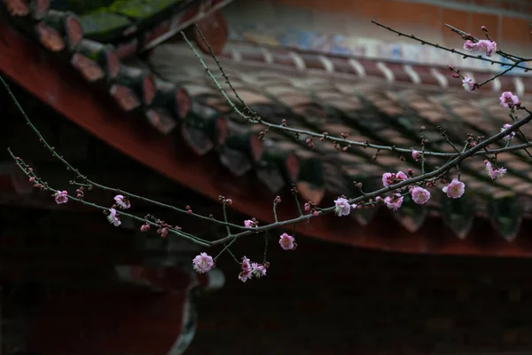 Flores Ameixa Flor Cheia Templo Complementam Outro Com Arquitetura — Fotografia de Stock