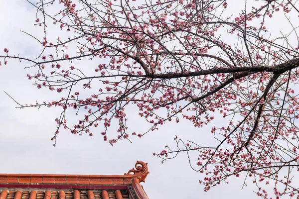 stock image The plum blossoms in full bloom in the temple complement each other with the architecture