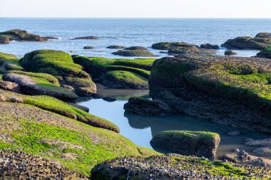 Alacakaranlıkta, sahildeki resif yeşil alglerle kaplıdır ve rengi çok güzeldir.