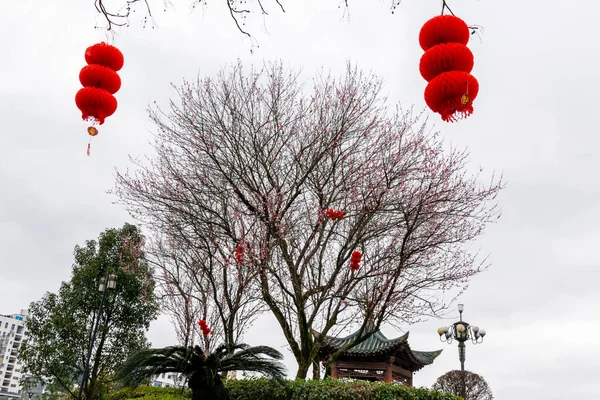 Parkın Yol Kenarındaki Erik Çiçekleri Açıldı Bütün Ağaç Kırmızıydı — Stok fotoğraf