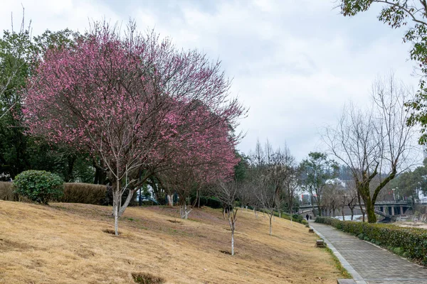 Pruimenbloesems Langs Weg Het Park Gingen Open Hele Boom Rood — Stockfoto