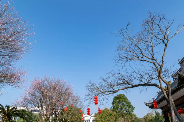 Parkın Yol Kenarındaki Erik Çiçekleri Açıldı Bütün Ağaç Kırmızıydı — Stok fotoğraf