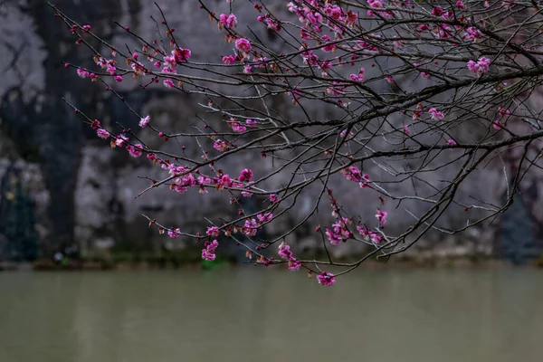 Árvores Ameixa Beira Estrada Parque Estão Flor — Fotografia de Stock