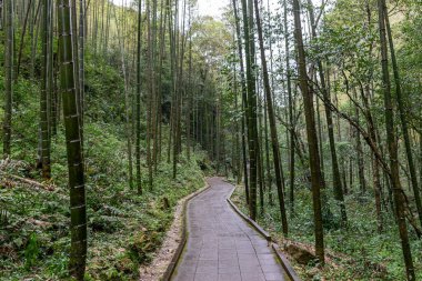 Her iki tarafında ağaçlar ve kayalar olan ormanın derinliklerine giden bir yol.