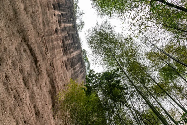 Guarda Foresta Bambù Montagna — Foto Stock
