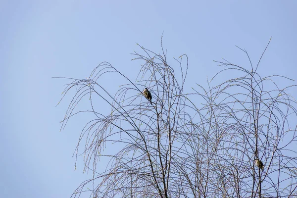 Mavi gökyüzünün altındaki ölü ağaçlar