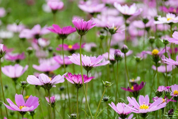 Abrió Una Gran Área Flores Gesang — Foto de Stock