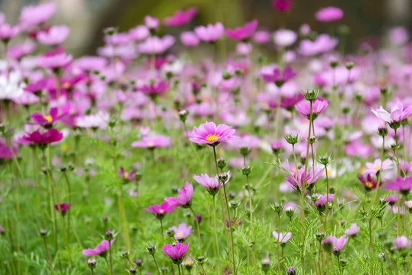 Abrió Una Gran Área Flores Gesang — Foto de Stock