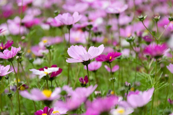 Abrió Una Gran Área Flores Gesang — Foto de Stock