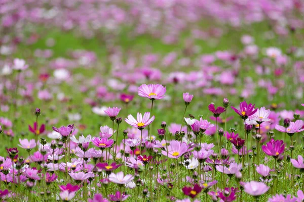 Een Groot Gebied Van Gesang Bloemen Geopend — Stockfoto