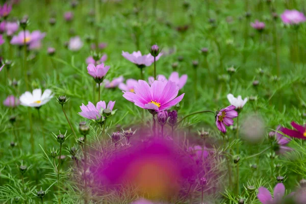 Primer Plano Crisantemos Persas Varios Colores Que Florecen Hierba — Foto de Stock