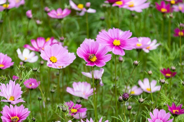 Primer Plano Crisantemos Persas Varios Colores Que Florecen Hierba — Foto de Stock