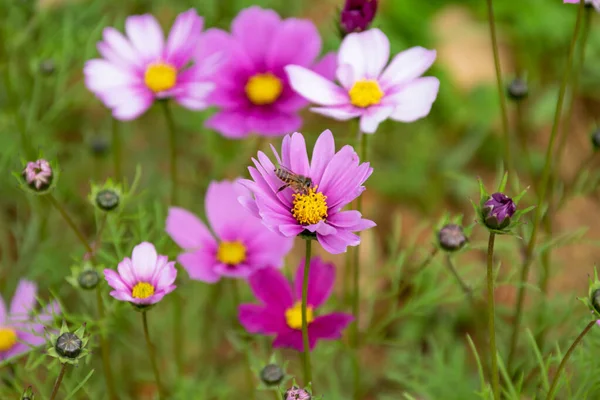 Primer Plano Crisantemos Persas Varios Colores Que Florecen Hierba — Foto de Stock