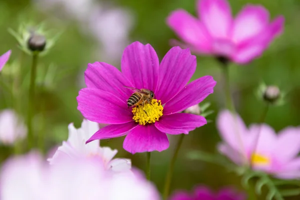 Primer Plano Crisantemos Persas Varios Colores Que Florecen Hierba — Foto de Stock