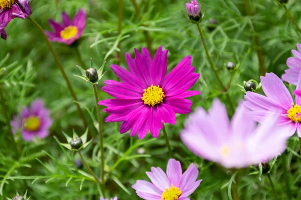 Primer Plano Crisantemos Persas Varios Colores Que Florecen Hierba — Foto de Stock