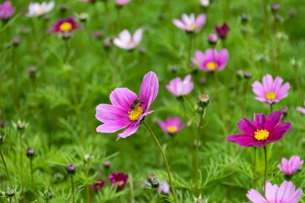 Primer Plano Crisantemos Persas Varios Colores Que Florecen Hierba — Foto de Stock