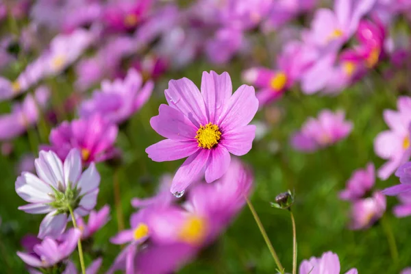 Temprano Mañana Las Flores Los Crisantemos Persas Todos Los Colores — Foto de Stock