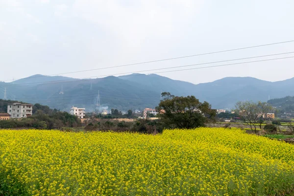 田園地帯の菜の花は青空の下で咲き 金色に輝いています — ストック写真