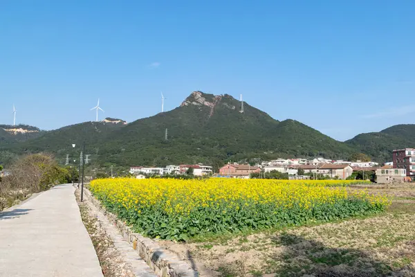 田園地帯の菜の花は青空の下で咲き 金色に輝いています — ストック写真