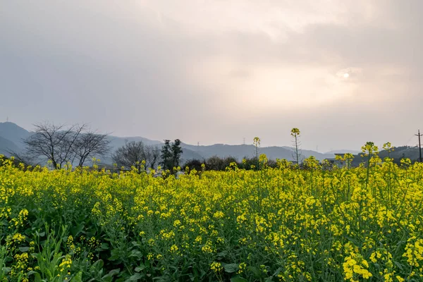 田園地帯の菜の花畑の黄金の菜の花 — ストック写真