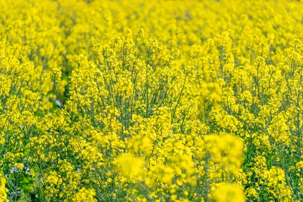 Rape Flowers Countryside Golden Rape Flowers Fields — Stock Photo, Image