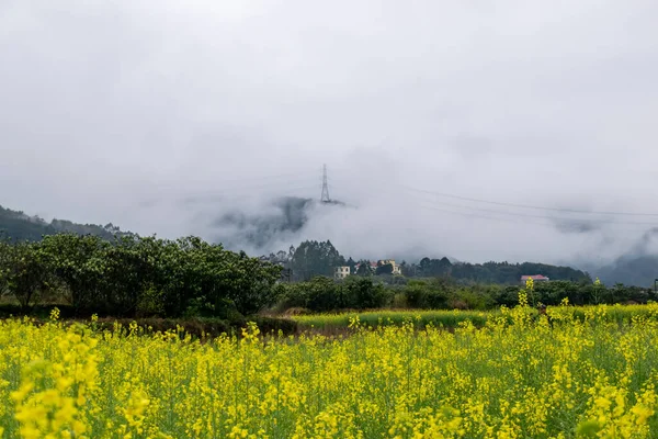 雨の中で菜の花が田園地帯にあり 遠くの山々に霧があります — ストック写真