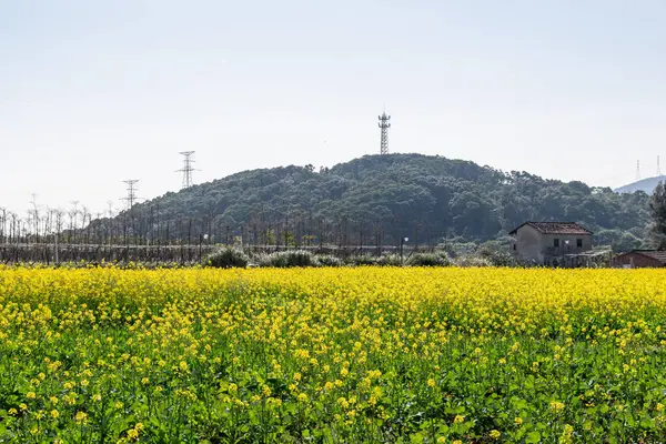 青空の下で黄金の菜の花畑 — ストック写真