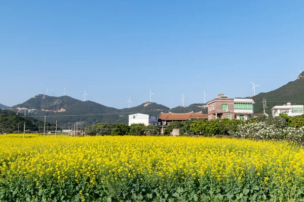 田園地帯の菜の花は青空の下で咲き 金色に輝いています — ストック写真