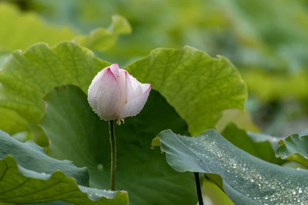 Lotosové Květy Dešti Jsou Kapající Vodou — Stock fotografie