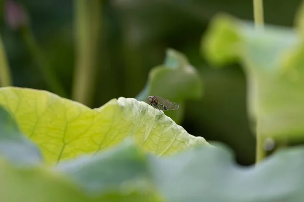 Libellules Sur Les Feuilles Lotus Vert — Photo