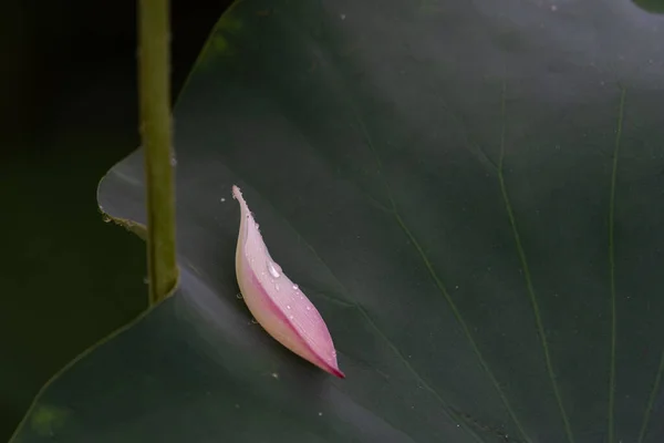 Pink Lotus Petals Green Lotus Leaves — Stock Photo, Image