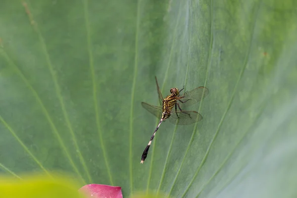 Libellules Sur Les Feuilles Lotus Vert — Photo